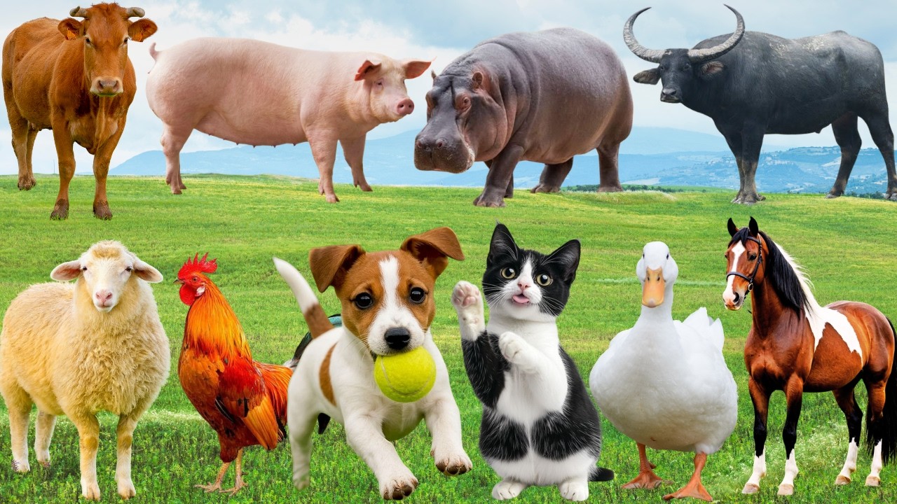🌿 Đồng Quê Bất Ngờ “Lan Tỏa Yêu Thương” – Chó, Mèo, Heo & Bò Hòa Nhịp Vui Nhộn | FarmAnimals 🐓🐄🐱🐶