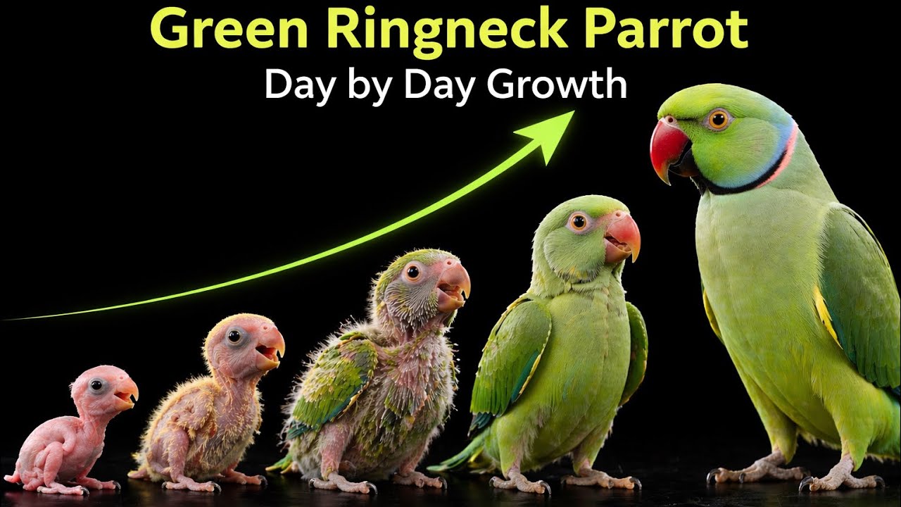 Green Ringneck Baby Parrot Growth Stages | Full Care And Training