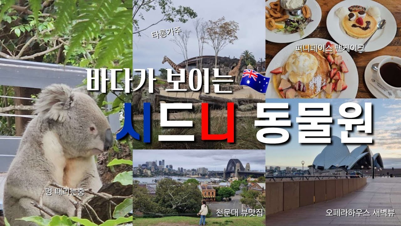 시드니5박7일🇦🇺 | ep.5 시드니 도시&바다가 배경인 타롱가주🦒, 알라알라코알라 매력에 푹 빠지게 된 계기🐨🩶, 빗속을 달려간 팬케이크온더락🥞, 시드니천문대 뷰🔭