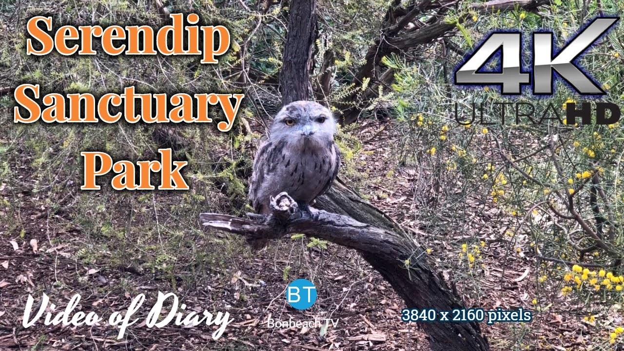 4K VIDEO Serendip Sanctuary Park VIC AUS (2019) 4k video UHD