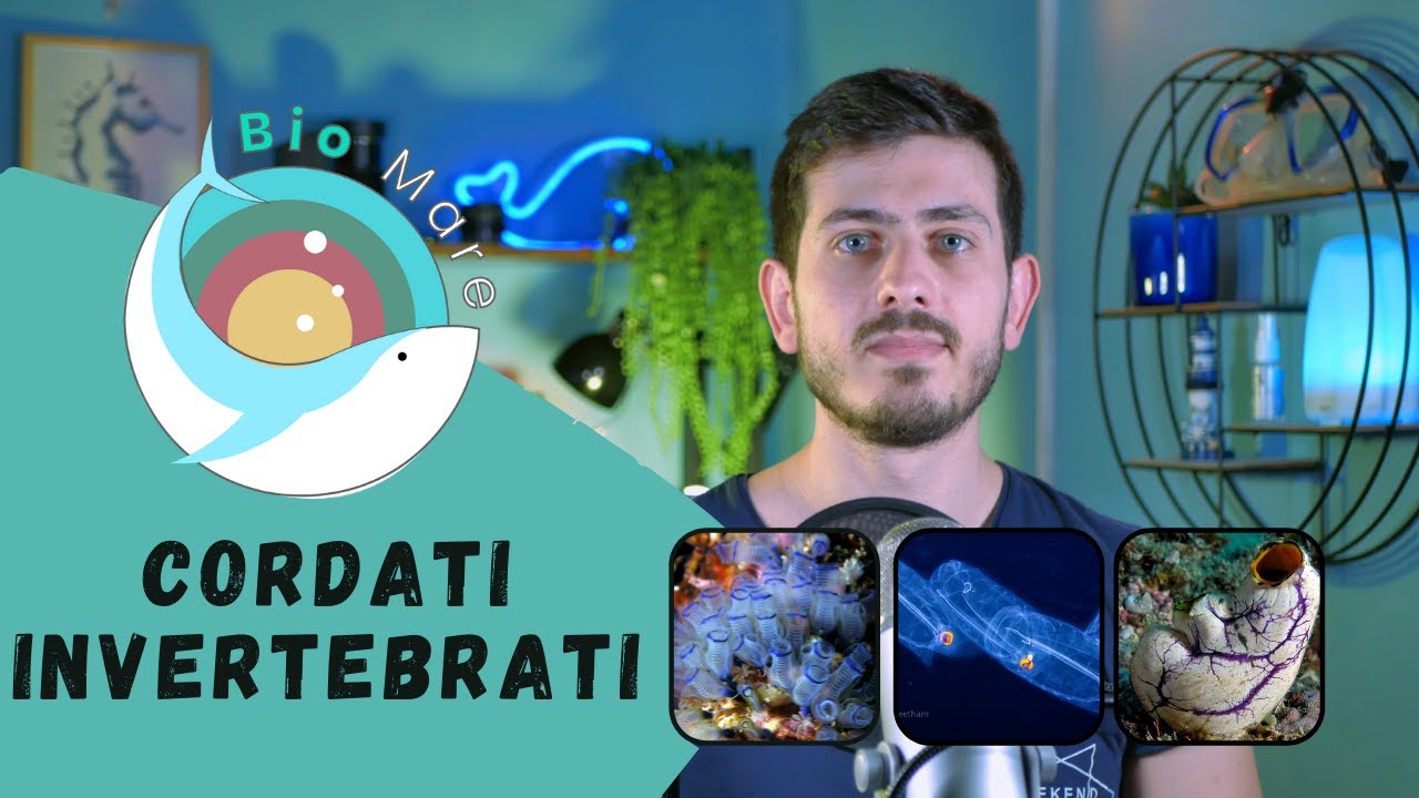 I PARENTI PIU' STRETTI DEI VERTEBRATI MARINI: I CORDATI INVERTEBRATI - BIOMARE #18 - SUB H2O