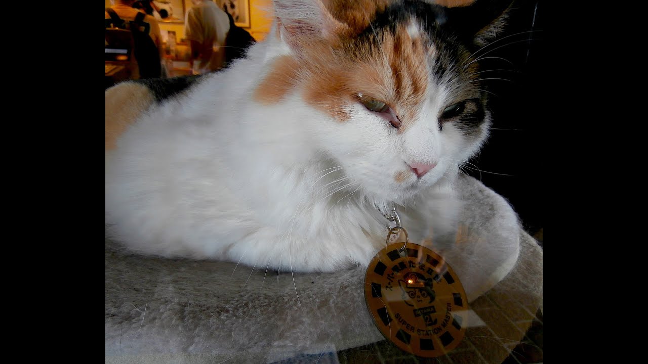 Nitama - Japanese Cat Station Master
