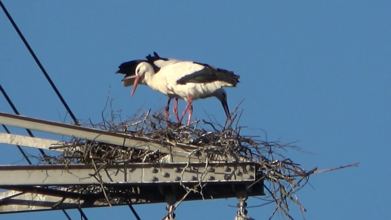 Weißstörche bauen ein Nest. Mainz-Laubenheim