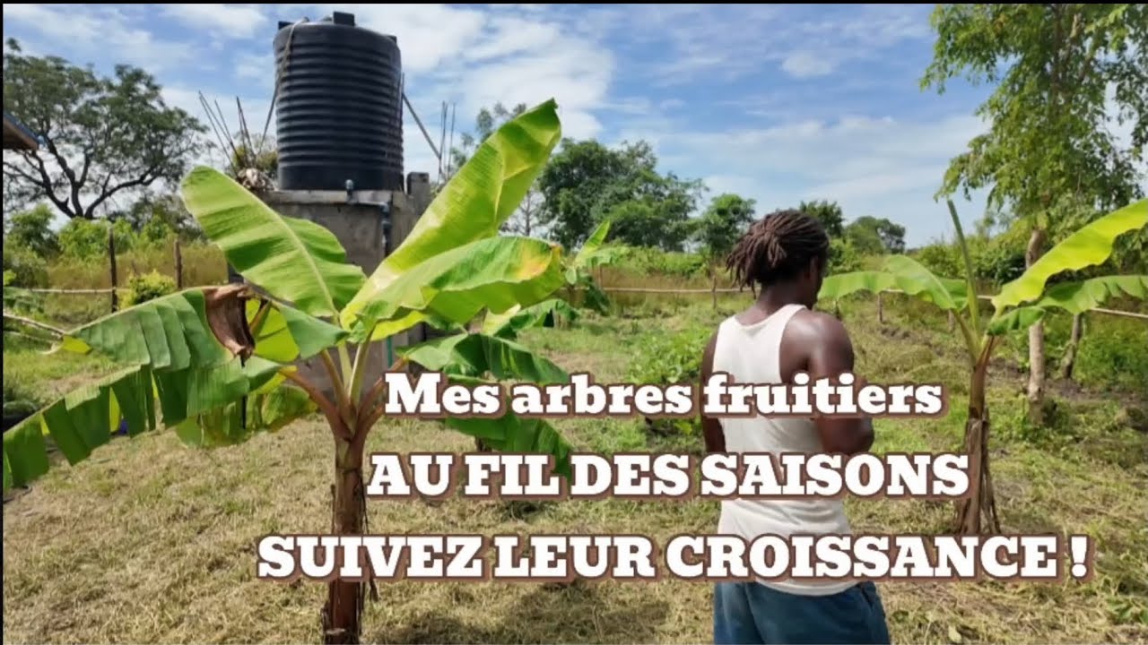 Mes arbres fruitiers au fil des saisons.... Suivez leur croissance ! Vidéo available in English !