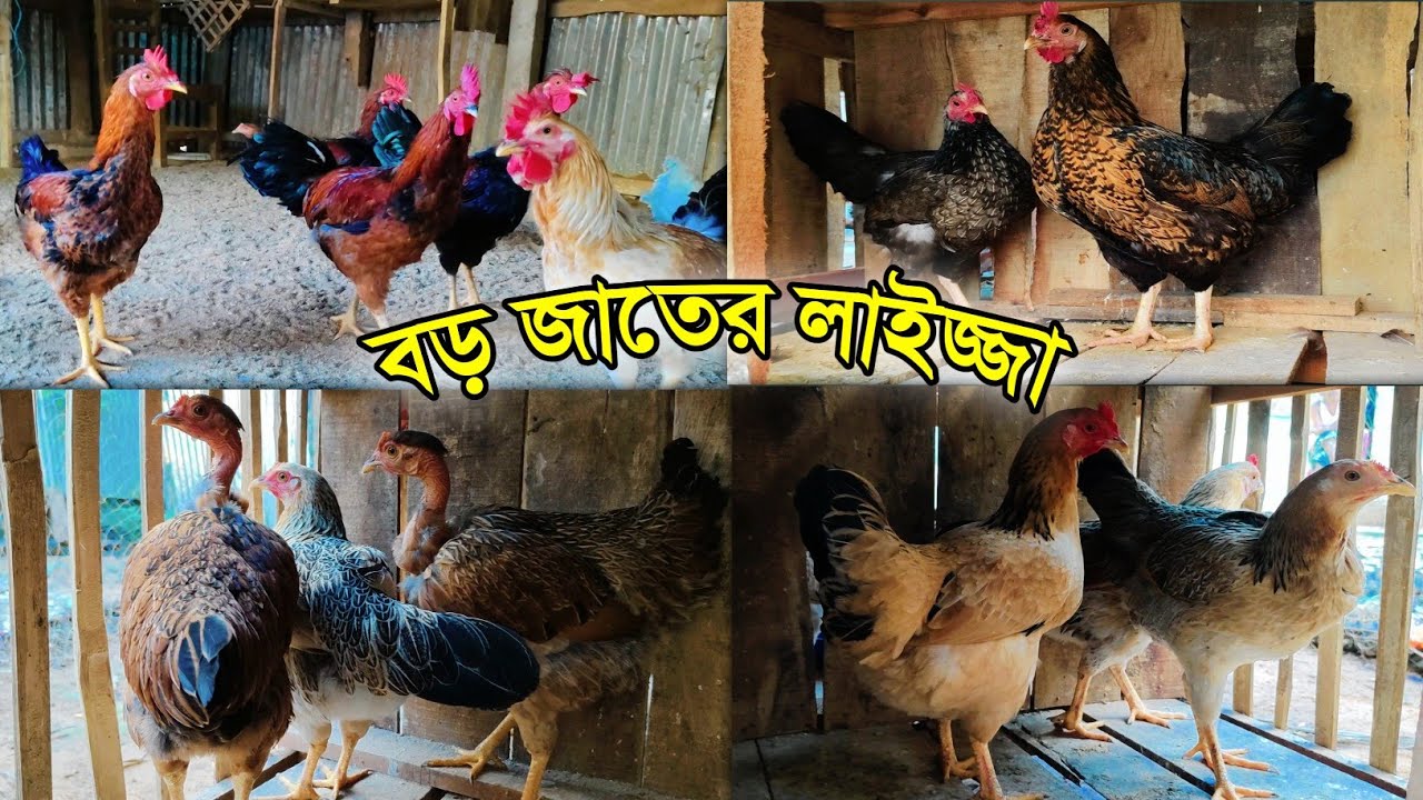পাহাড়ি বড় জাতের মুরগির খামার করতে কোন জাতটি সংগ্রহ করতে হবে 26,2,2026 Pahari Hat Bazar BD,