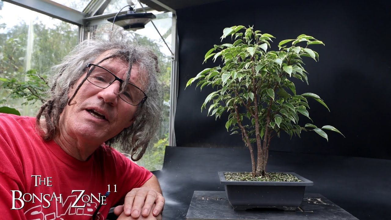 Fall Pruning My Olive, Ficus and Chinese Elm, The Bonsai Zone, Oct 2024