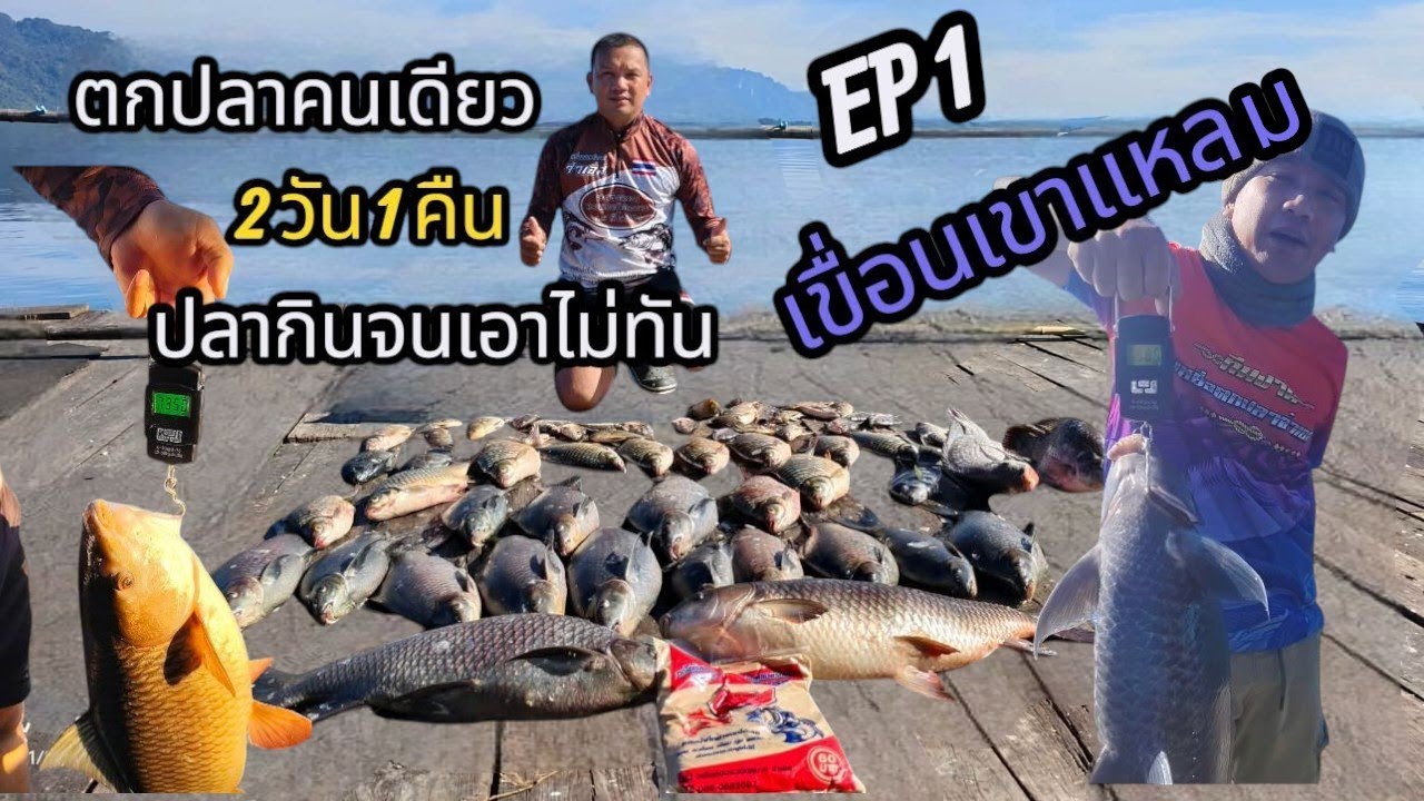 ตกปลาเขื่อนเขาแหลมคนเดียวเช่นเคย แพเถื่อนเขาแหลม กินจนเอาไม่ทันครับ 