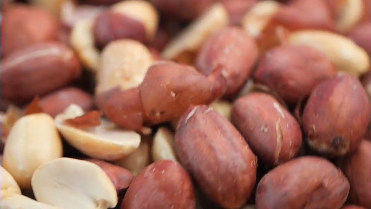 Premium Raw Peanuts Processing | Thailand Nuts Export | YA Global Nuts