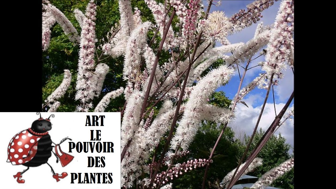 Conseils jardinage: Cimicifuga racemosa atropurpurea :Taille et entretien: Plante vivace