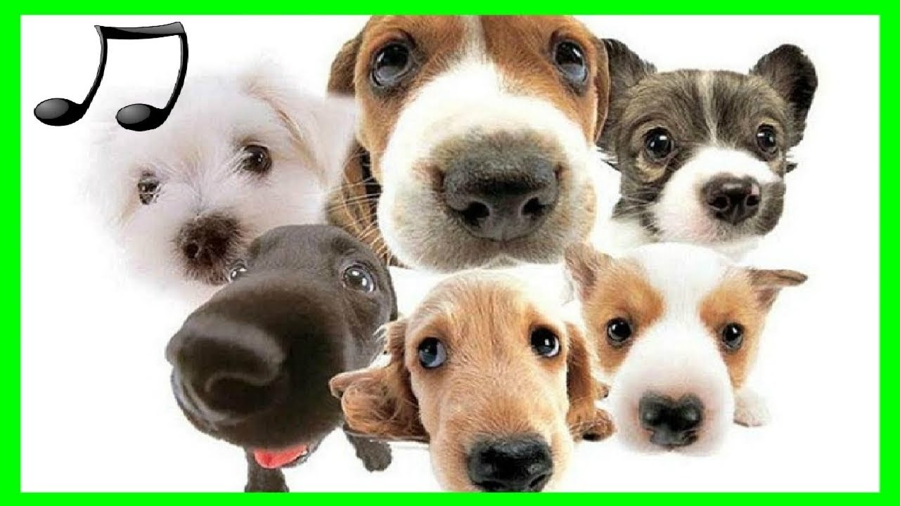 🐶MÚSICA PARA PERROS TERAPIA DE RELAJACION Nuevo 2018 ♫ para poder Dormir Perros ★