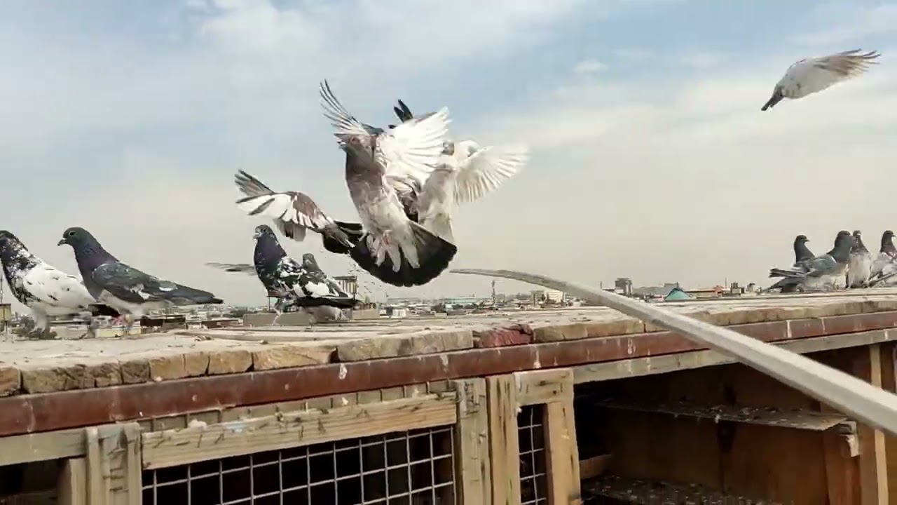 شنو صار ويانه هاي الفتره 3ايام ماناشر لقحنه الفرخات وجابونه تقريبن 15فرخه خليتهن وياهن صيد ا2ارافل 