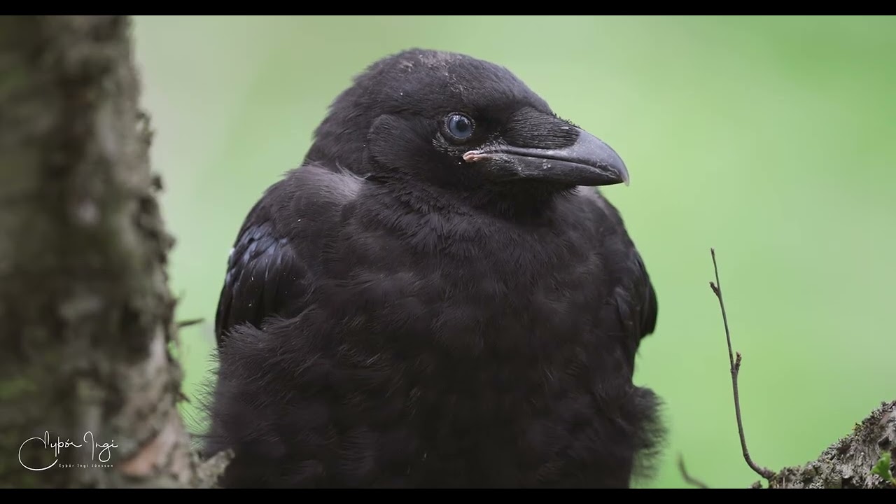Bird video made for BirdLife Iceland and Canon Iceland