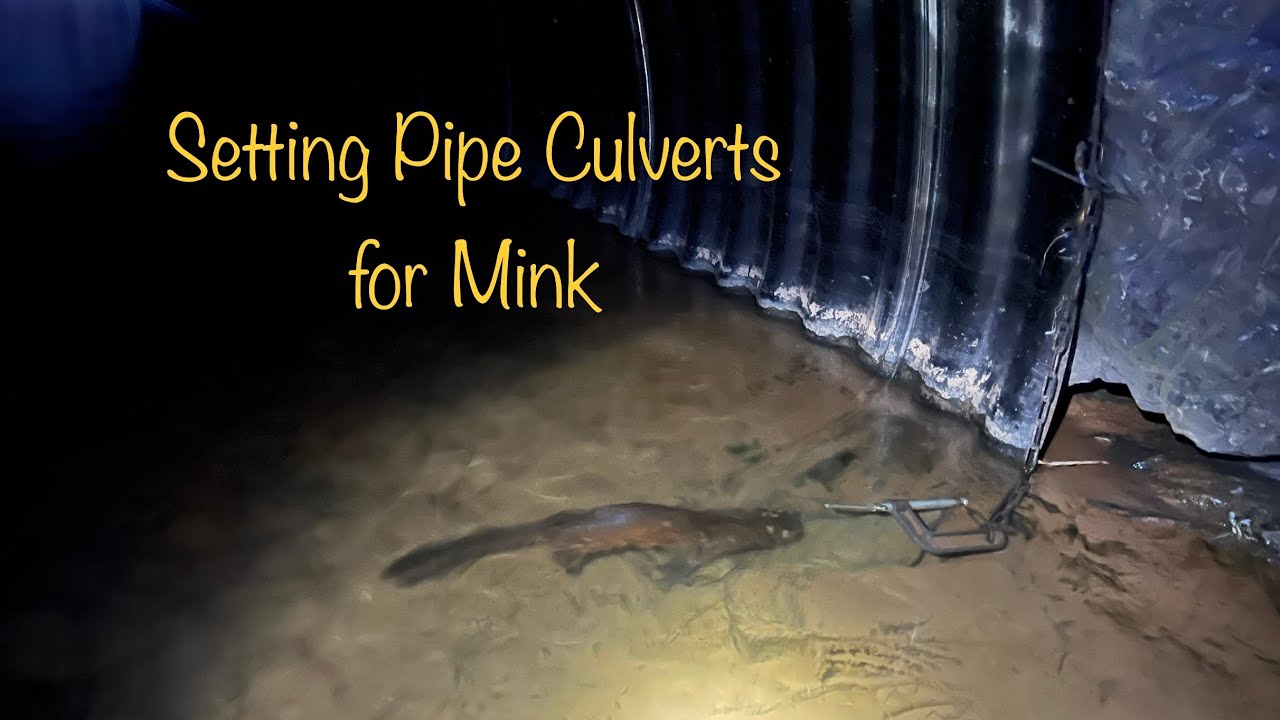 C-Clamps in Pipe Culverts for Top Edge Mink