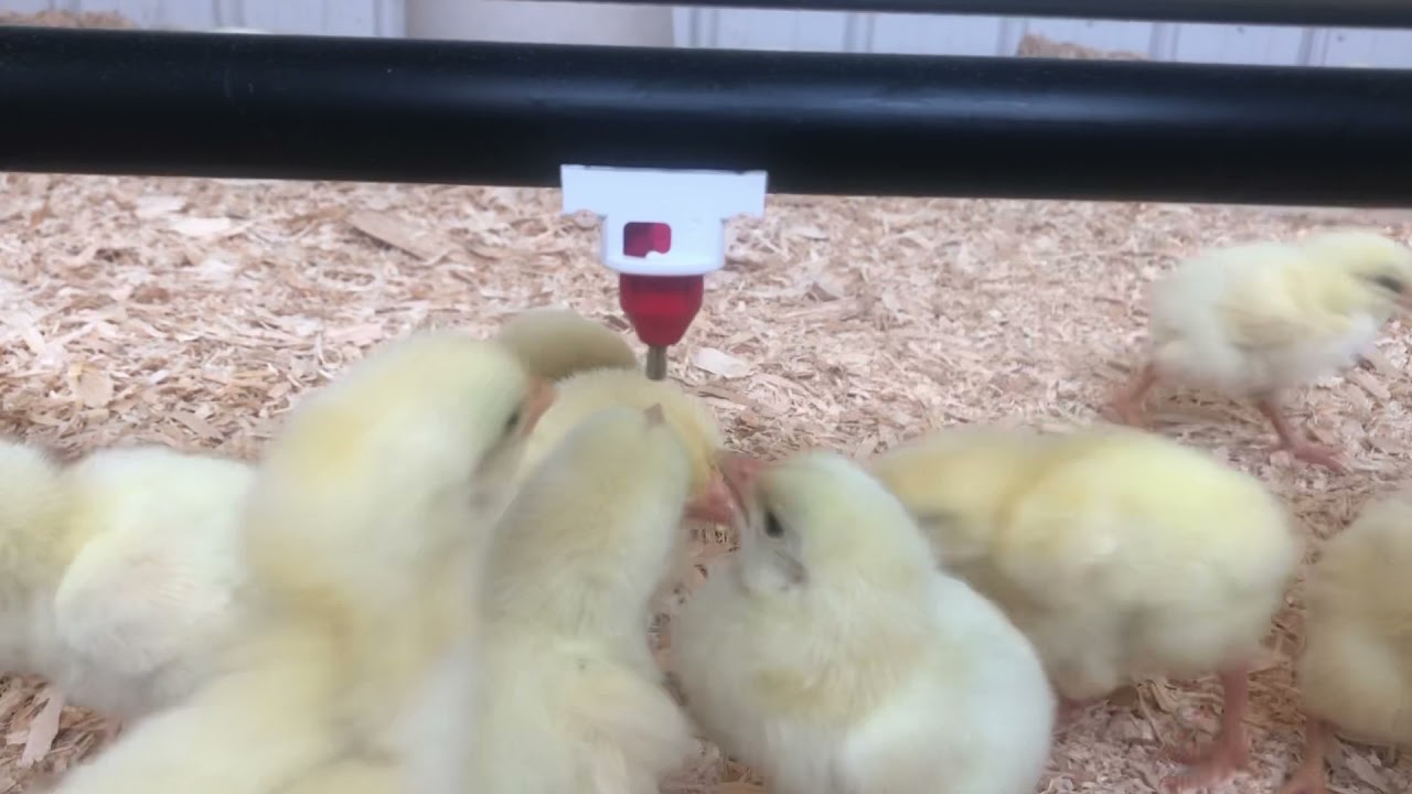 What does a nipple watering system look like in the brooder