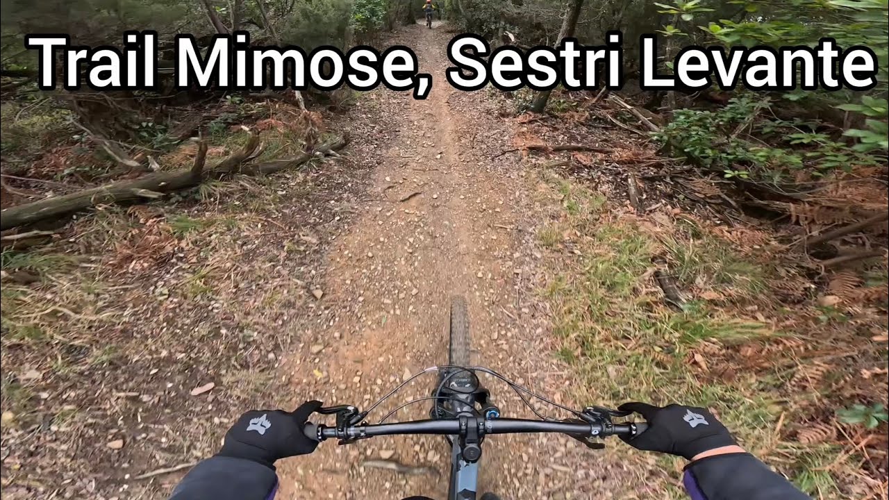 Trail mimose, Sestri Levante 