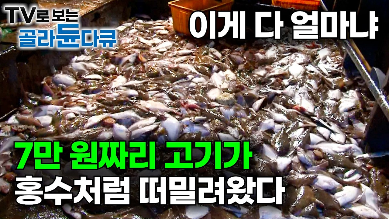 그물 올리자마자 전량 폐기. 맛있다는 일본 대마도 멸치 싹 다 버리는 이유｜만선으로 신나했더니 갑작스러운 정전에 결국｜3박4일 동해 가자미잡이｜극한직업｜#골라듄다큐