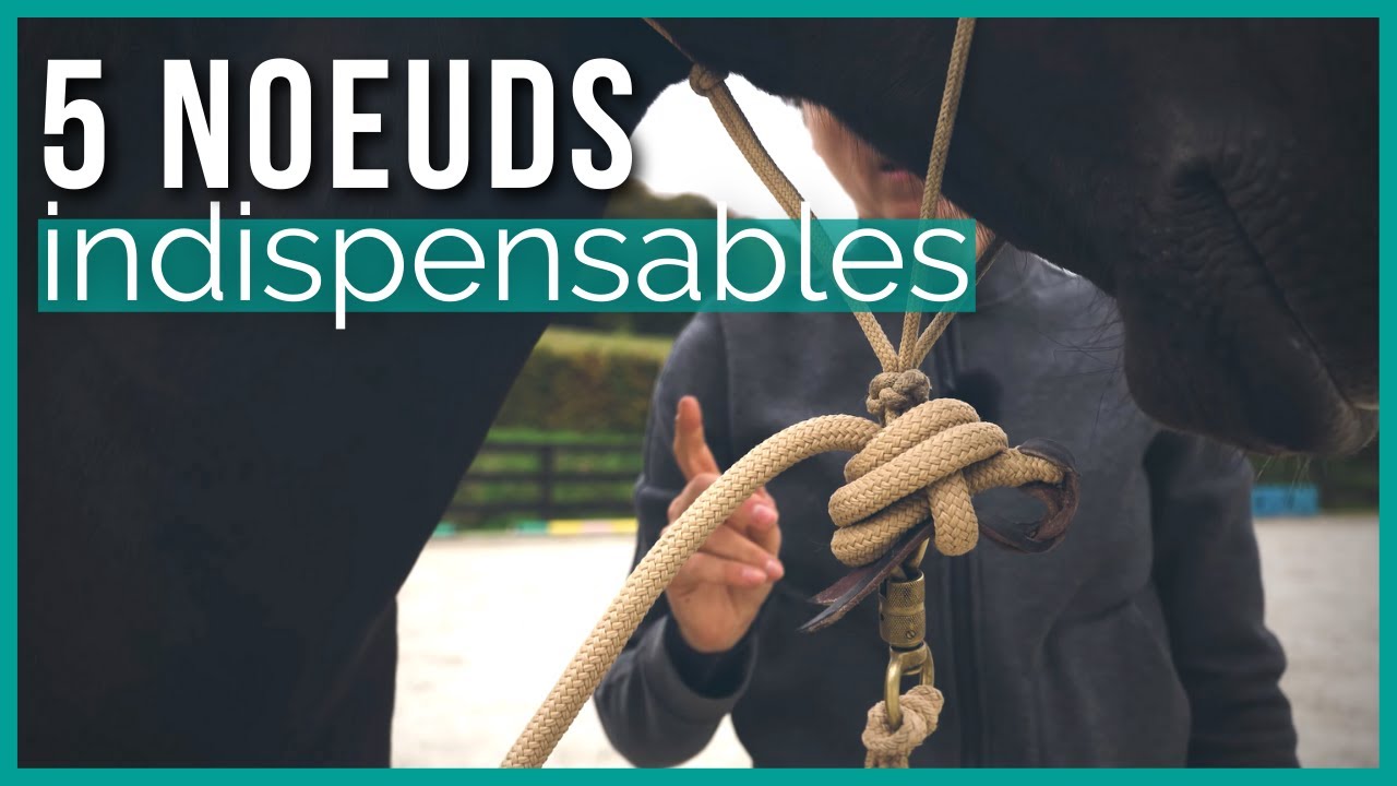 Équitation éthologique : 5 nœuds que vous DEVRIEZ connaitre