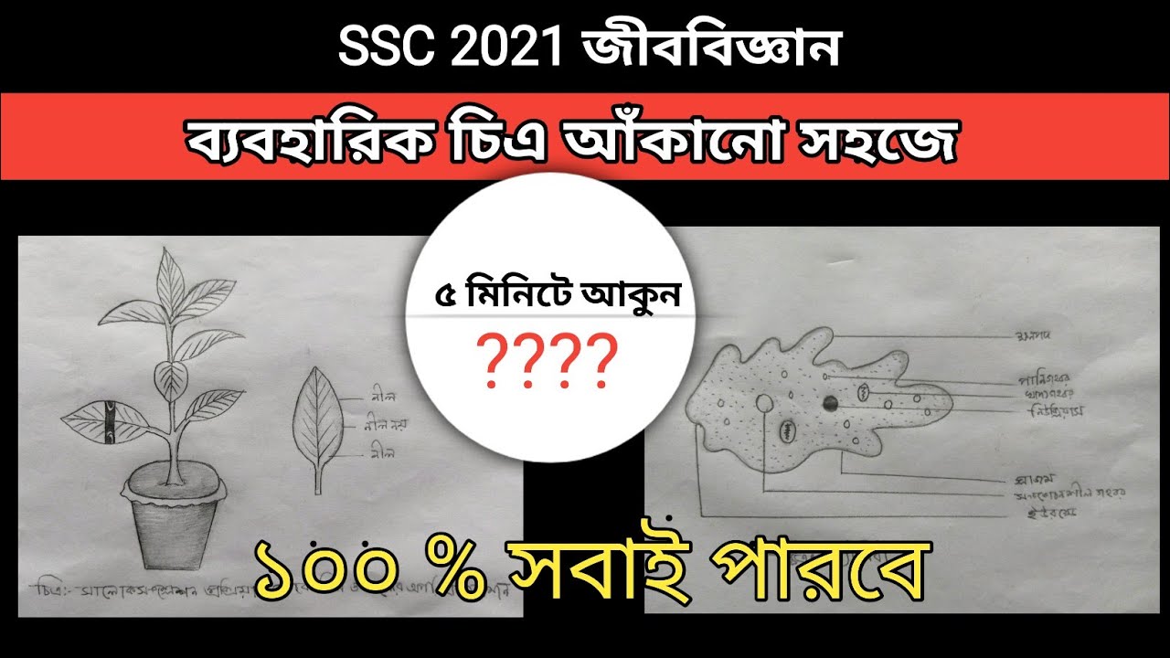 SSC 2021 Biology practical|এসএসসি ব্যবহারিক জীববিজ্ঞান  ২০২১ |Assignment Drawing