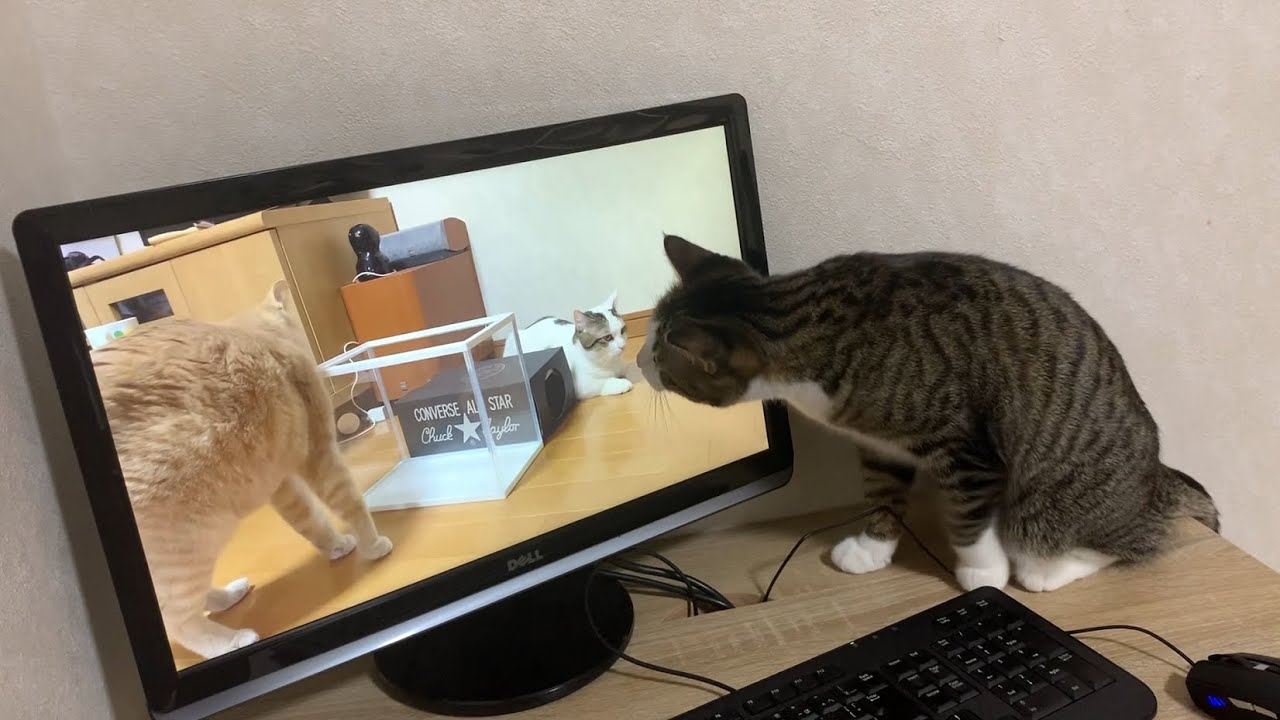 動画と現実がごっちゃになる猫
