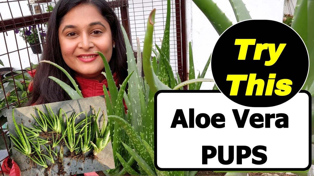 🔴TIPS TO SAVE DYING ALOE VERA,PUPS PROPAGATION /एलोवेरा को घना करें/#aloevera #gardening  #plants