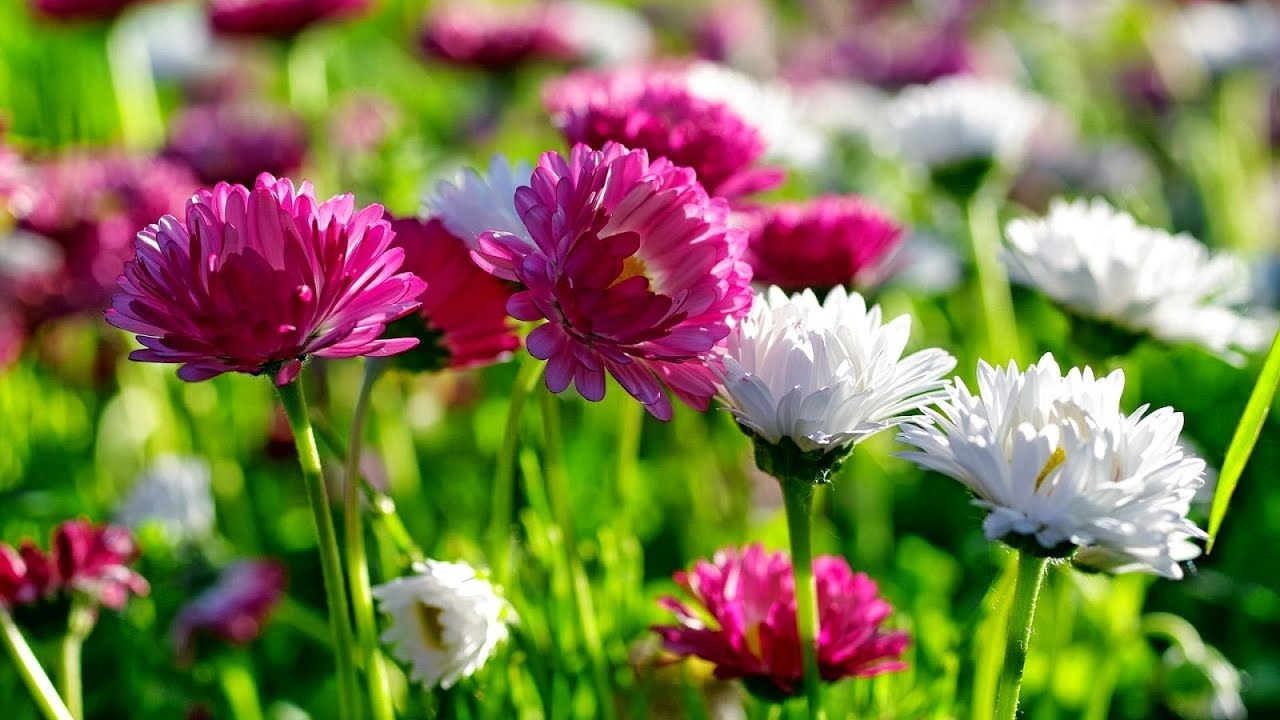 ÇİÇEKCE - KASIMPATI NASIL YETİŞTİRİLİR?