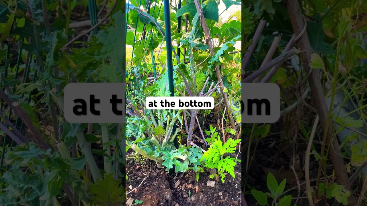 Perfect Saturday morning in garden #garden #short #fruit #tour #photographic
