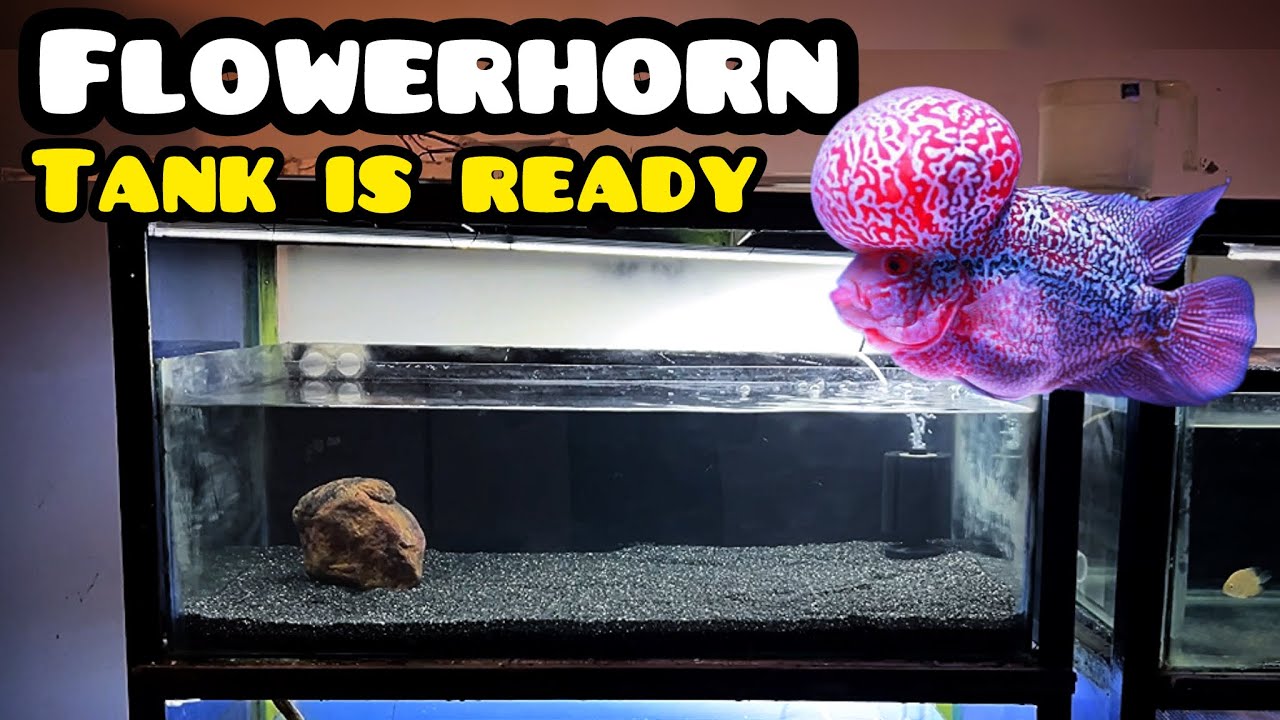 My Flowerhorn Tank Setup - Imran's World