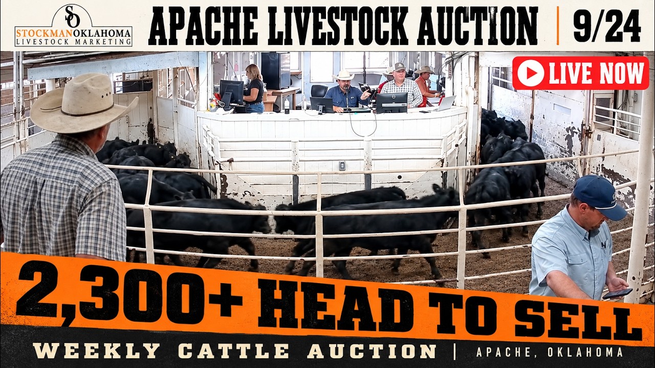 Apache Livestock Auction | 2,300 Head Thursday Stocker, Feeder & Cow/Bull Sale &mdash; 9/24/26