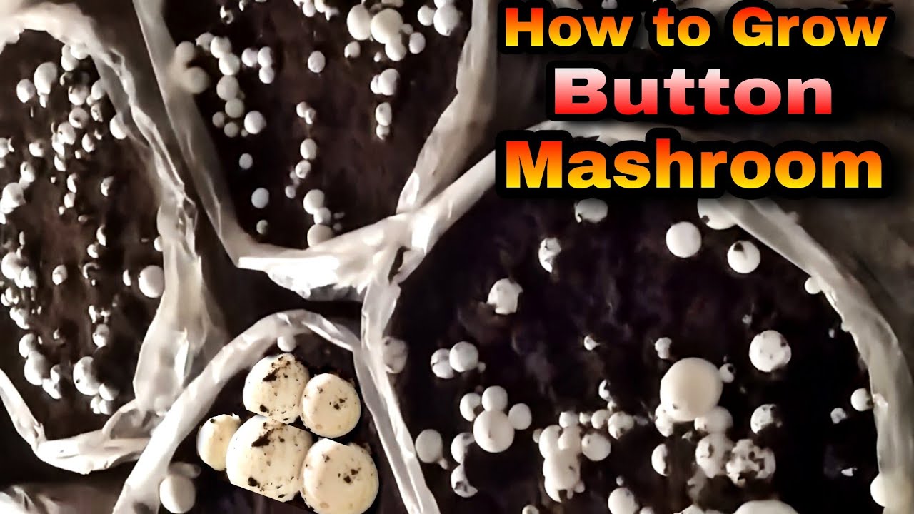 घर की रसोई में मशरूम उगाने की आसान ऑर्गेनिक विधि Ghar par Button mushroom kaise ugaye Part - 1