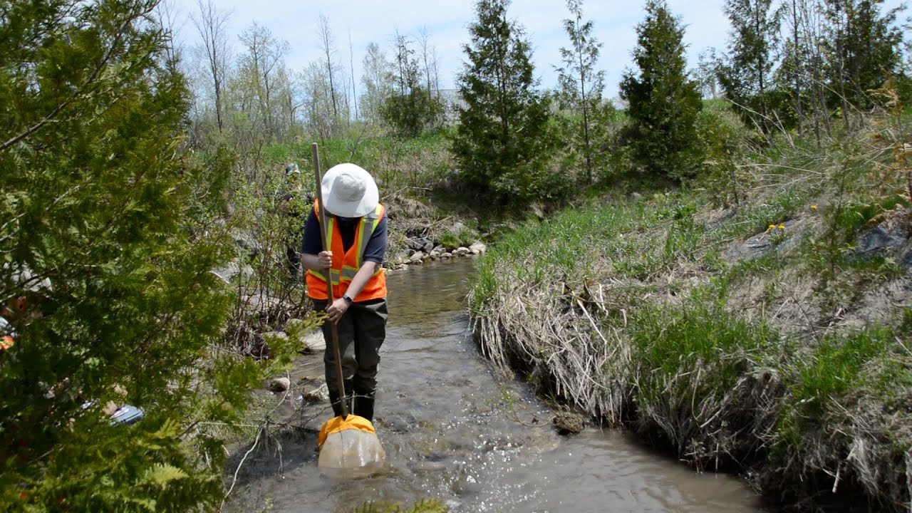 Aquatic Insect Sampling