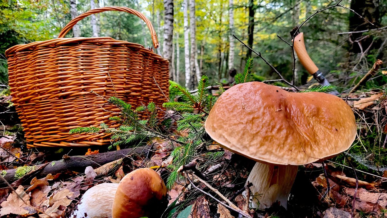 Die Steinpilze sind zur&uuml;ck! / Pilze sammeln im Oktober