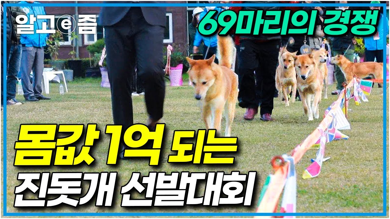전국의 진돗개들이 모였다! 어떤 개가 최고의 진돗개로 선정되었을까 │빅데이│알고e즘