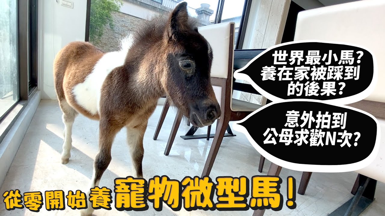 【從零開始養】微型馬!寵物!世上最小的馬!養在家的突發體驗?意外拍到公母求歡N次!【許伯簡芝】