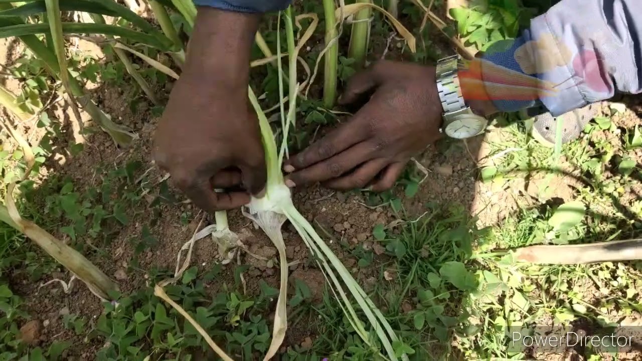 garlic maturity check