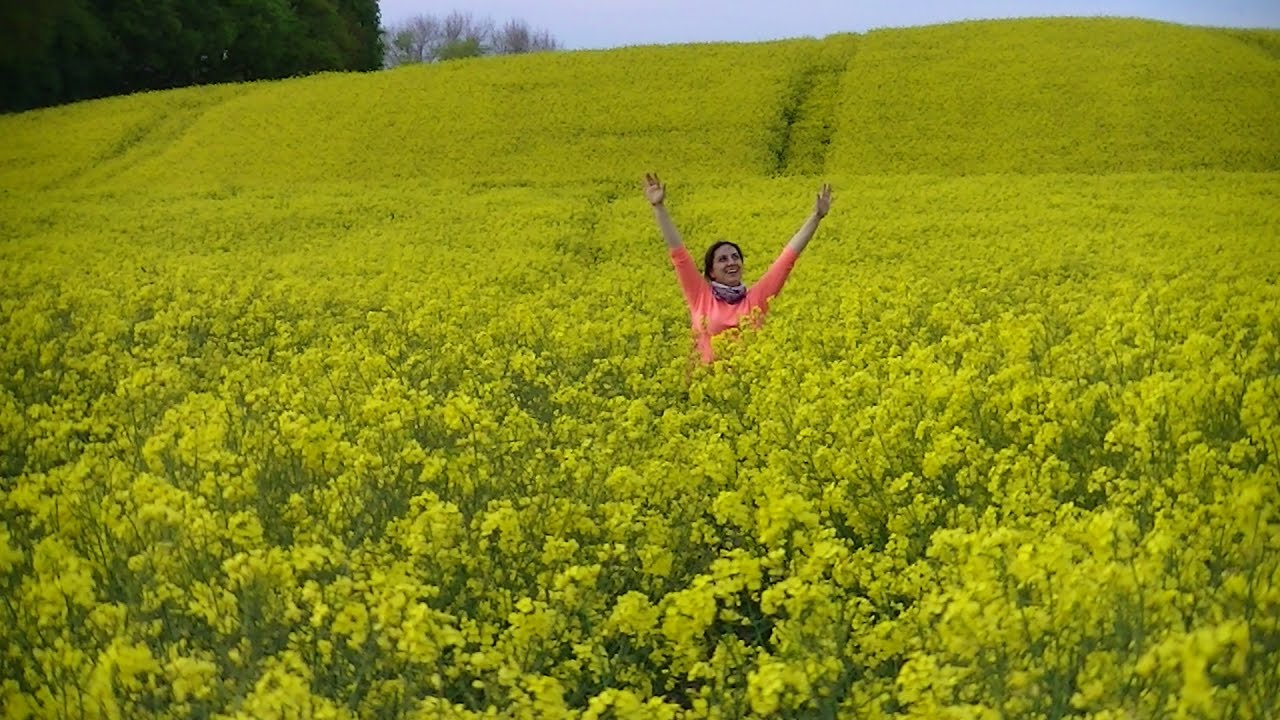 Amazing yellow rapeseed fields, birds, rabbits, flowers and bees. 💜❤💜