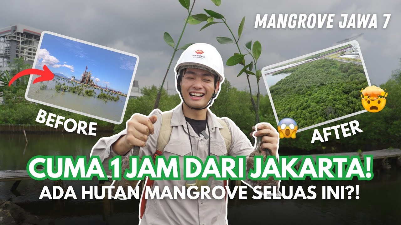 150.000 POHON MANGROVE TUMBUH DI SINI! Dari 5 Hektar jadi 19 Hektar! 😱