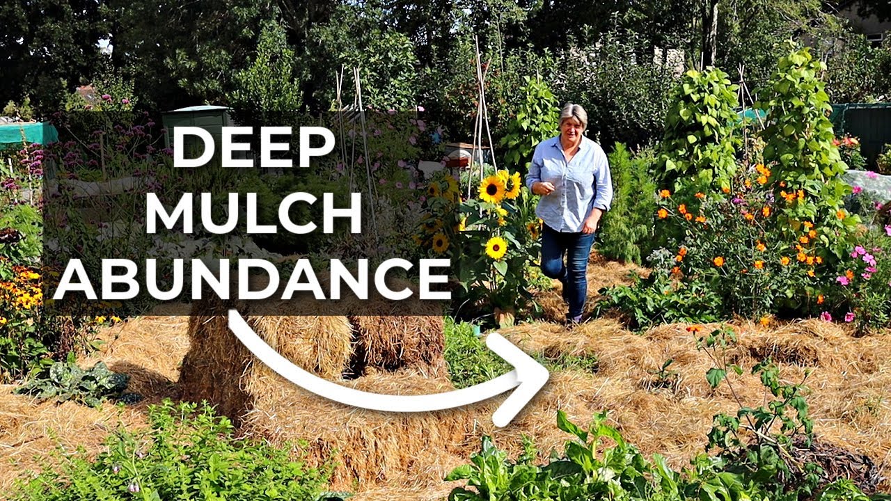 Abundant NO DIG Urban Allotment | NO TILL Gardening