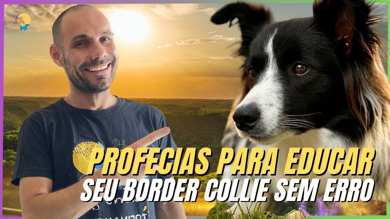 COMO ADESTRAR O BORDER COLLIE DE MANEIRA CONFIÁVEL E POSITIVA | PARA NOOBS | versão pró nos cards