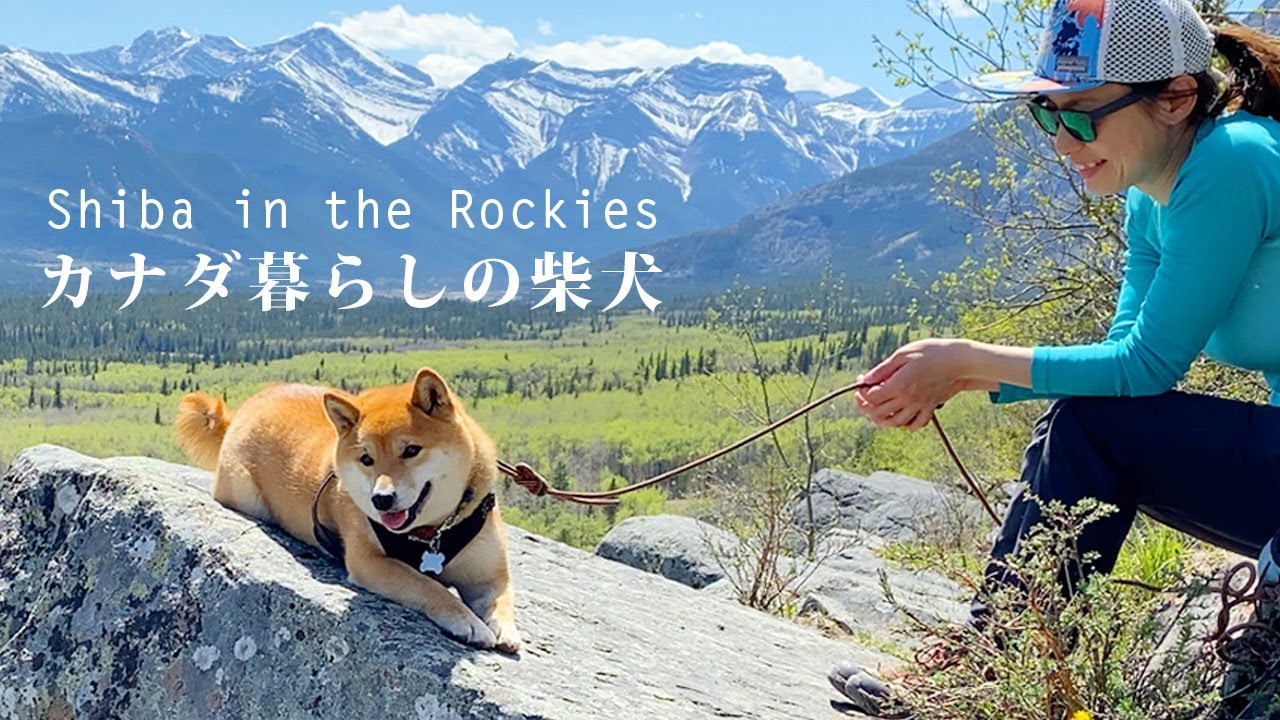 【熊と初遭遇】余裕で岩場を登るカナダの登山犬、柴犬ナラ｜アスペンの新緑と大展望のハイキング｜Shiba Inu | Bear | Hiking in the Canadian Rockies