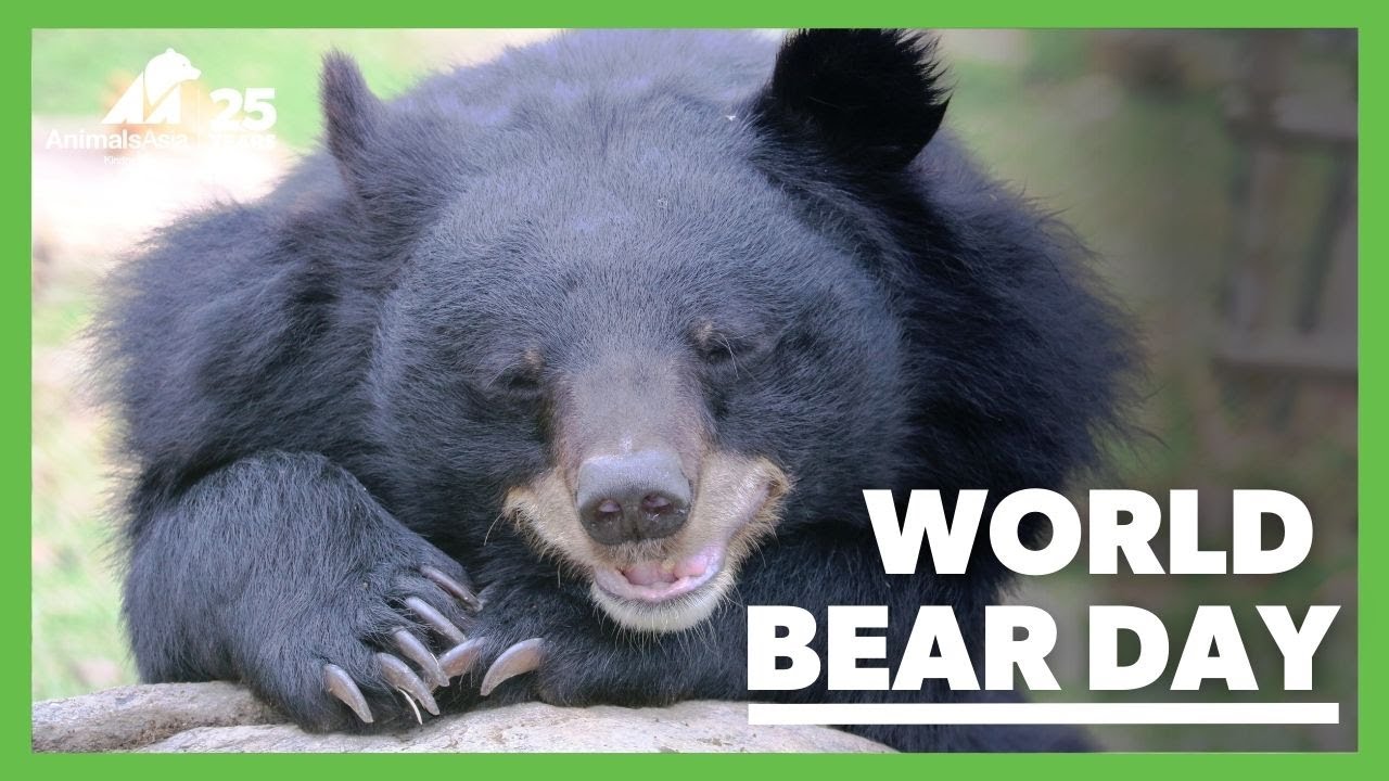 World Bear Day: Meet the bears!