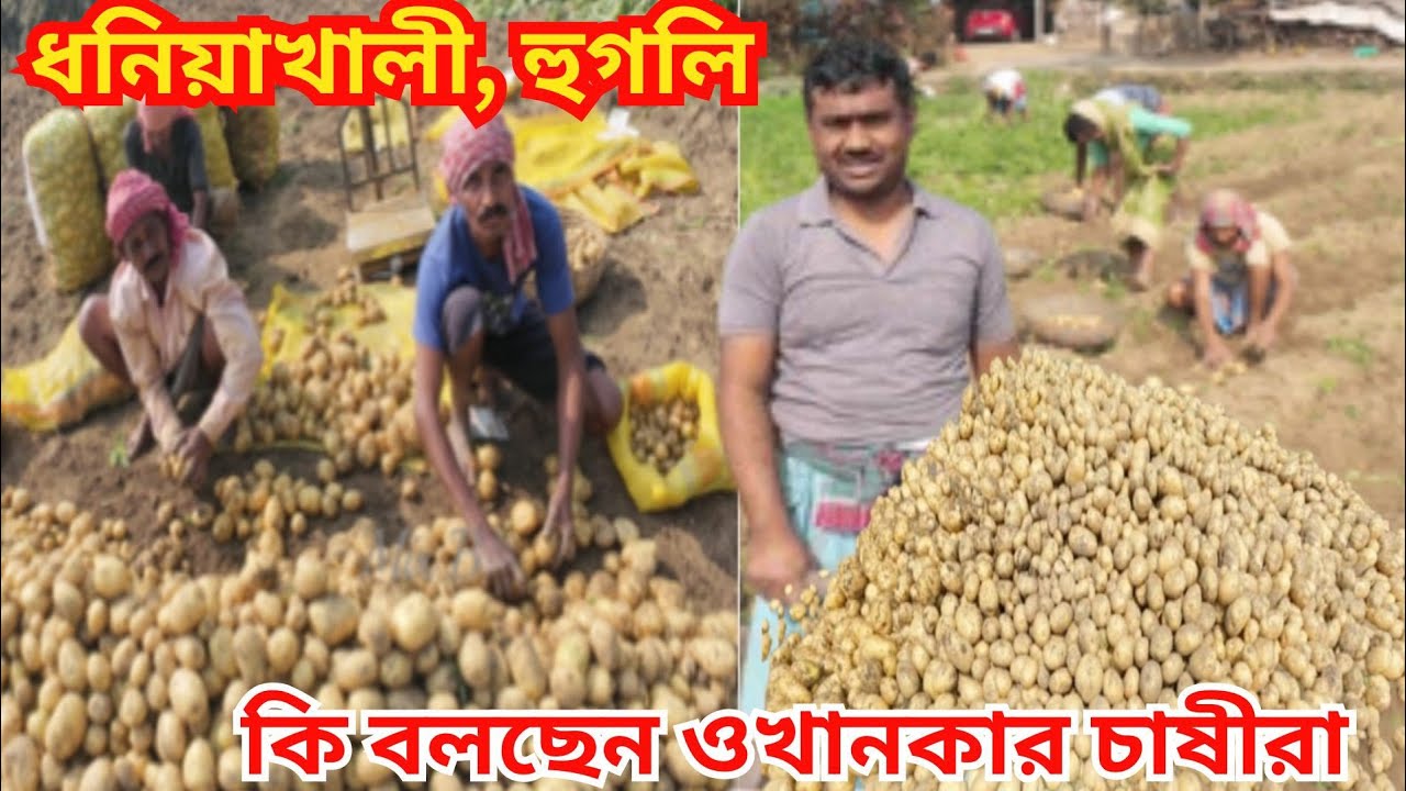 হুগলি জেলার ধনিয়াখালীতে জমি থেকে নতুন আলু উঠছে | এই বছর ফলন কেমন? দাম কত হচ্ছে? কী বলছেন আলু চাষীরা