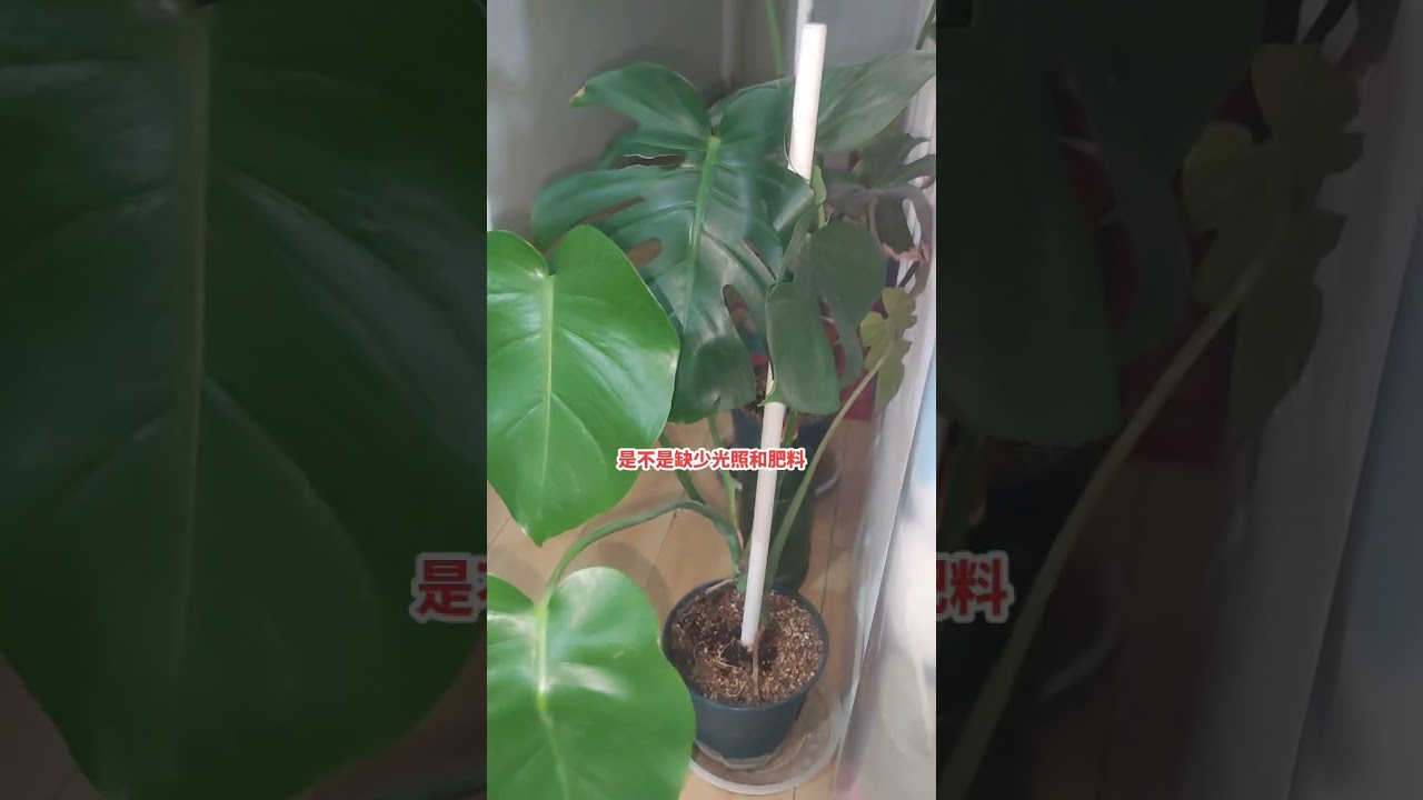 你知道为什么龟背竹叶子不开背了吗？
