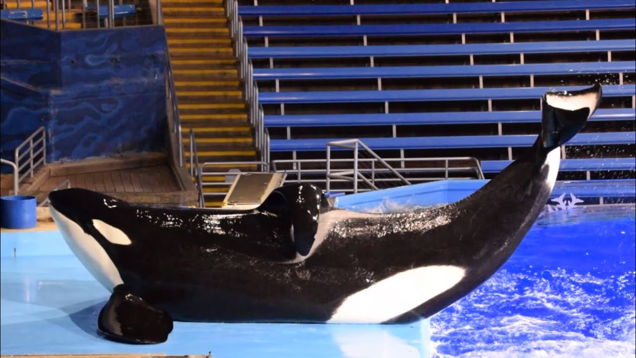Tuar and Kyuquot during Orca Encounter at SeaWorld San Antonio November 5, 2023
