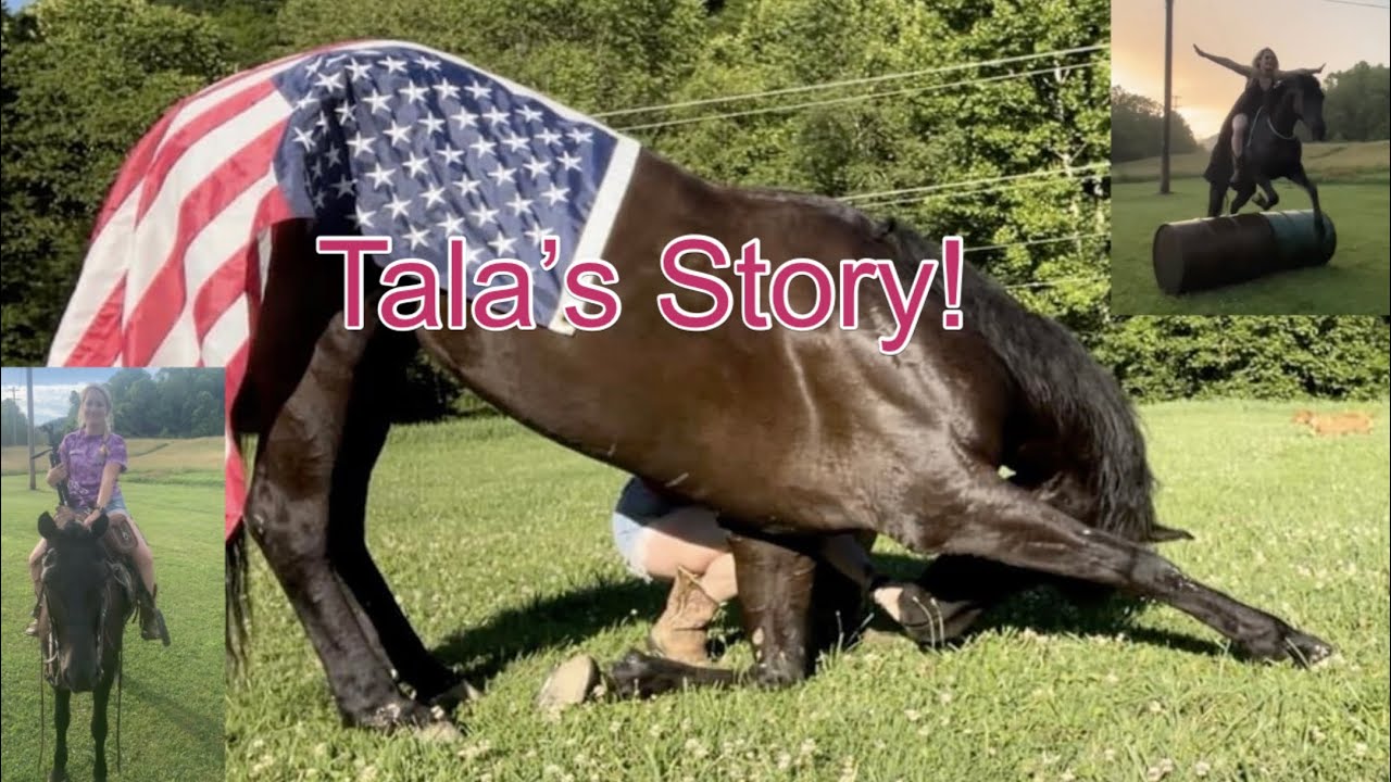 Tala My Auction Horse! 