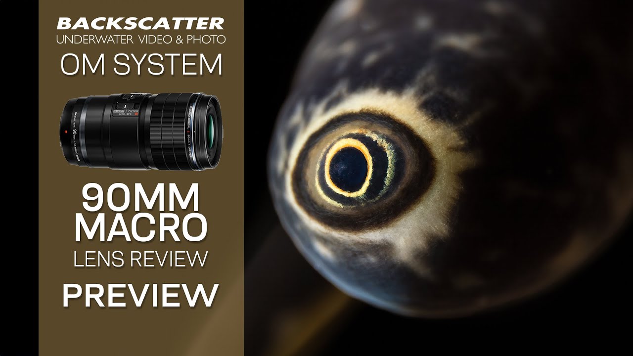 OM System (Olympus) 90mm Macro Lens Underwater Review - Preview #underwaterphotography #macro