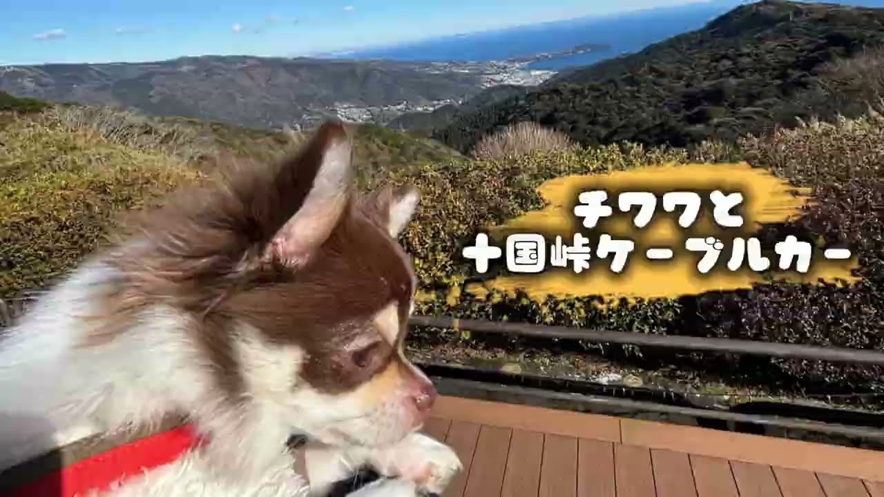 チワワと行く箱根十国峠ケーブルカー