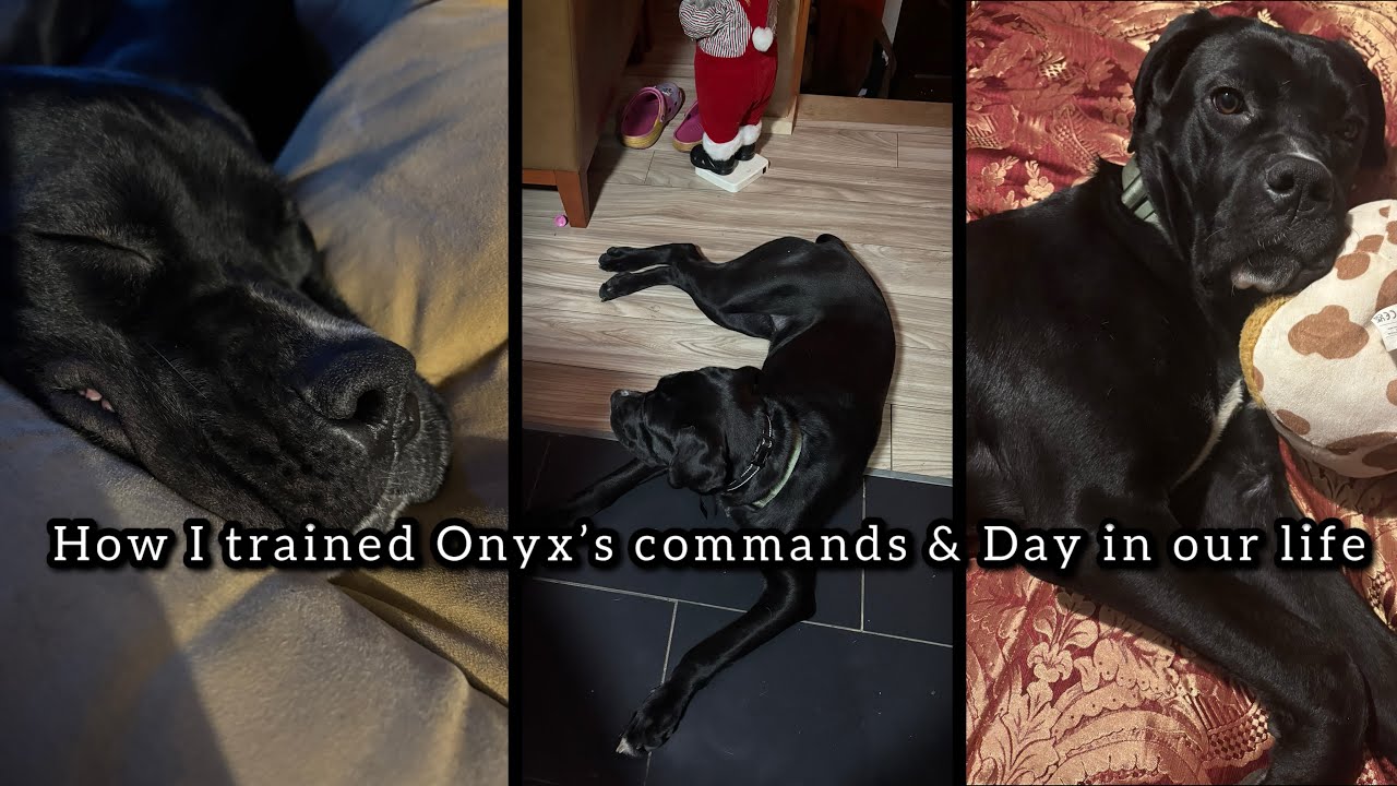 How I trained Onyx’s Commands | DITL | SDiT Vlog