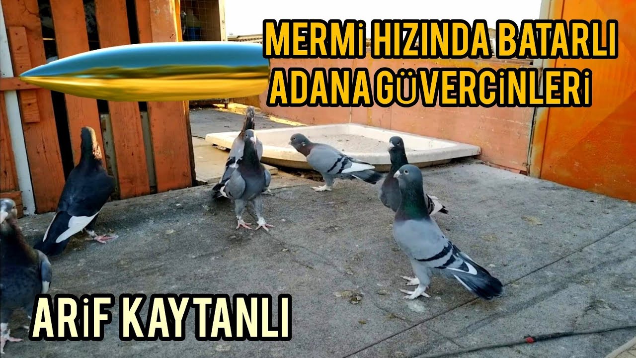 MERMİ İLE YARIŞAN ADANA GÜVERCİNLERİ 