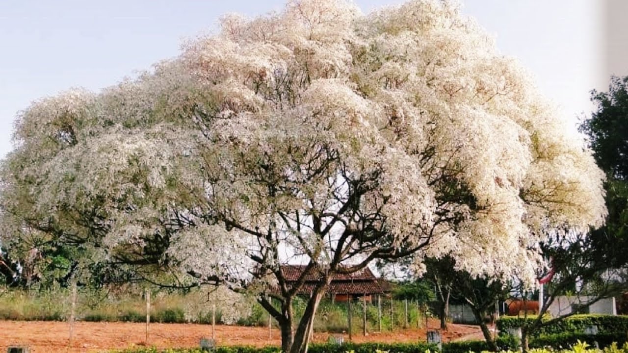 NEVE DA MONTANHA Como Cultivar  🌳🌸🌳🌸
