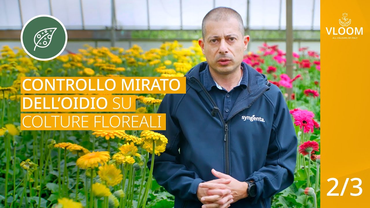 SYNGENTA VLOOM Controllo Integrato dell'Oidio 2/3